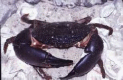 Imagen GIF de Cangrejo bajo el agua animado