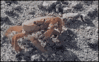 GIF animado (6013) Cangrejo se arranca una pinza