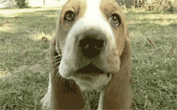 GIF animado (10450) Cara basset hound