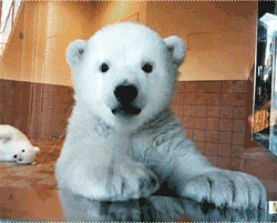GIF animado (10377) Cara cachorro oso polar