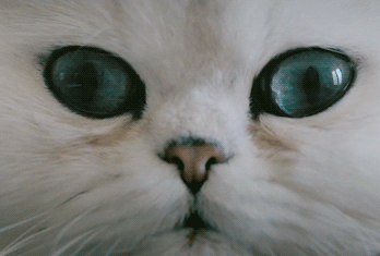 GIF animado (7725) Cara gato blanco