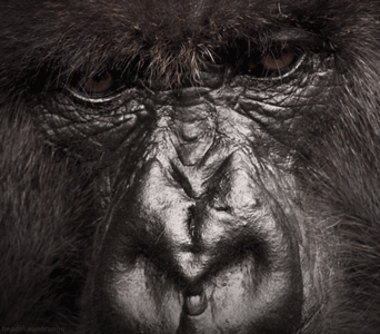 GIF animado (9230) Cara gorila