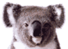 GIF animado (9450) Cara koala