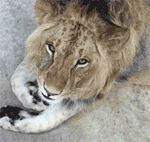 GIF animado (9511) Cara leon
