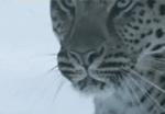 GIF animado (9568) Cara leopardo