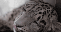 GIF animado (9569) Cara leopardo