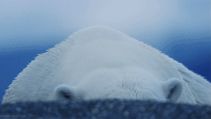 GIF animado (10378) Cara oso polar