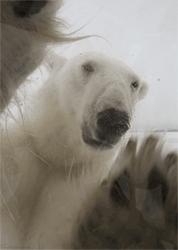 GIF animado (10379) Cara oso polar