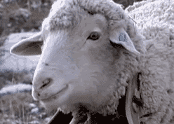 GIF animado (9813) Cara oveja