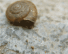 GIF animado (7479) Caracol
