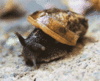 GIF animado (7489) Caracol escondido