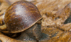 GIF animado (7490) Caracol fuera concha