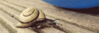 GIF animado (7492) Caracol pequeno