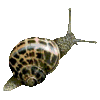 GIF animado (7495) Caracol tierra
