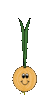 GIF animado (1628) Cebolla