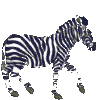 GIF animado (8937) Cebra rayada