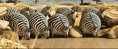 GIF animado (8941) Cebras divertidas