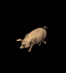 GIF animado (8965) Cerdo