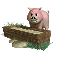 GIF animado (8970) Cerdo comiendo