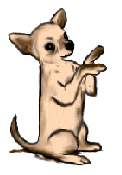 GIF animado (10655) Chihuahua