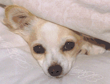 GIF animado (10656) Chihuahua