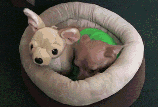 GIF animado (10657) Chihuahua