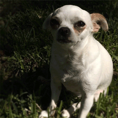 GIF animado (10658) Chihuahua blanco