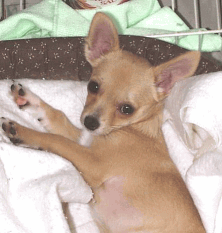 GIF animado (10659) Chihuahua bonito