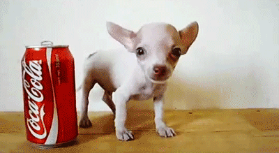 GIF animado (10661) Chihuahua coca cola