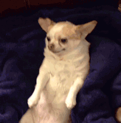 GIF animado (10662) Chihuahua divertido