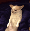 GIF animado (10662) Chihuahua divertido