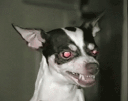 GIF animado (10664) Chihuahua enfadado