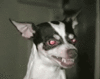 GIF animado (10664) Chihuahua enfadado