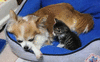 GIF animado (10665) Chihuahua gato
