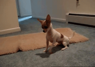 GIF animado (10666) Chihuahua jugueton