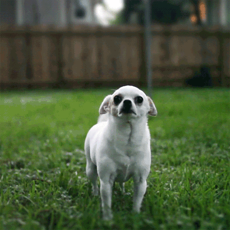 GIF animado (10667) Chihuahua moviendo cola