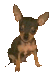 GIF animado (10670) Chihuahua negro
