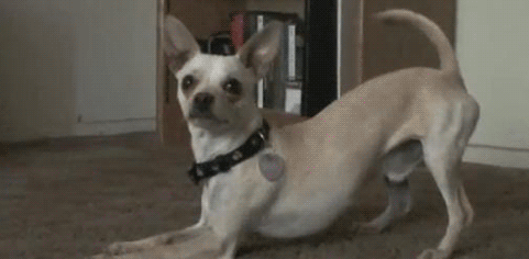 GIF animado (10671) Chihuahua obediente