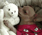 GIF animado (10672) Chihuahua oso peluche