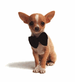 GIF animado (10673) Chihuahua pajarita