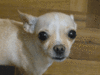 GIF animado (10674) Chihuahua pelo corto