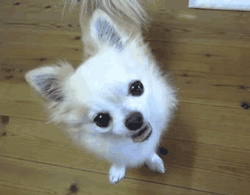 GIF animado (10675) Chihuahua pelo largo