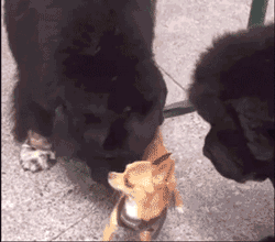GIF animado (10676) Chihuahua perros