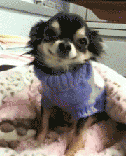 GIF animado (10679) Chihuahua sonriendo