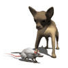 GIF animado (10681) Chihuahua y raton