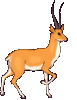 GIF animado (9003) Ciervo
