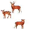 GIF animado (9011) Ciervos