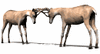 GIF animado (9012) Ciervos peleando