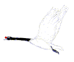 GIF animado (6865) Cisne volando