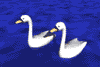 GIF animado (6866) Cisnes